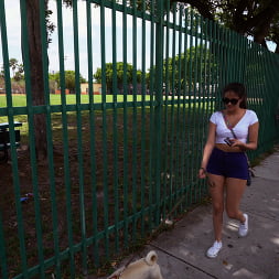 Gran Robo Canino